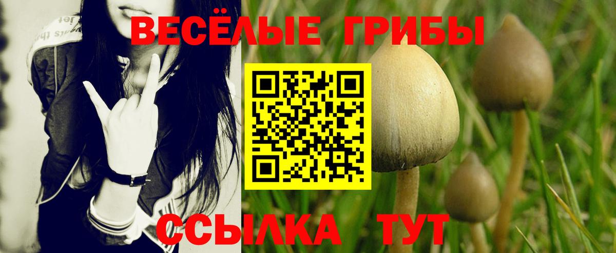 Псилоцибиновые грибы мицелий Холмск